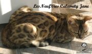 2014-10-22 Chat bengal - CALAMITY-JANE