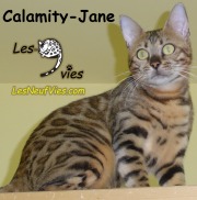 2015-09-15 Chat bengal - CALAMITY-JANE