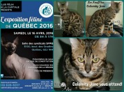 2016-04-10 Chat bengal - CALAMITY-JANE (expo 2)