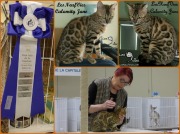 2016-04-20 Chat bengal - CALAMITY-JANE (expo-collage)