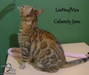 2018-07-03 Chat bengal - CALAMITY-JANE