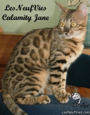 Calamity Jane (13)