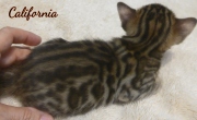 2020-01-10 California, chat bengal de 3 semaines (2)