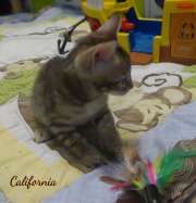 2020-02-09-California-chat-bengal-de-7-semaines-5