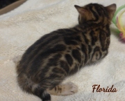 2020-01-10 Florida, chat bengal de 3 semaines (4)
