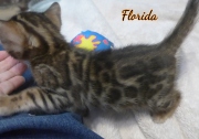 2020-01-18 Florida, chatte bengale de 1 mois (3)