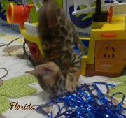 2020-02-09-Florida-chat-bengal-de-7-semaines-7