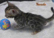 2020-01-18 Nevada, chat bengal de 1 mois (1)