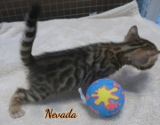 2020-01-18 Nevada, chat bengal de 1 mois (2)