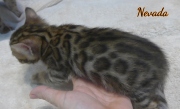 2020-01-18 Nevada, chat bengal de 1 mois (3)