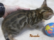 2020-01-18 Nevada, chat bengal de 1 mois (4)