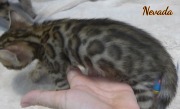 2020-01-18 Nevada, chat bengal de 1 mois (5)