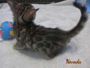 2020-01-18 Nevada, chat bengal de 1 mois (6)