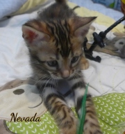 2020-01-31-Nevada-chat-bengal-de-6-semaines-5