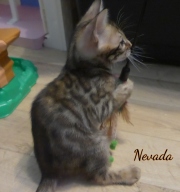 2020-02-09-Nevada-chat-bengal-de-7-semaines-1