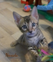 2020-02-09-Nevada-chat-bengal-de-7-semaines-2