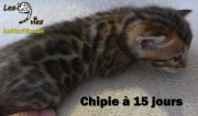 2017-04-21 Chatte Bengale CHIPIE a 15 jours (1)