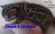 2017-04-21 Chatte Bengale CHIPIE a 15 jours (2)