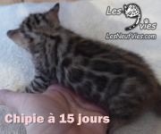 2017-04-21 Chatte Bengale CHIPIE a 15 jours (3)