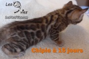 2017-04-21 Chatte Bengale CHIPIE a 15 jours (4)