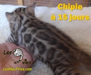 2017-04-21 Chatte Bengale CHIPIE a 15 jours (5)