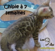 2017-05-18Chat bengal CHIPIE a 7 semaines