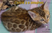 2017-05-23 Chat bengal CHIPIE a 8 semaines (1)