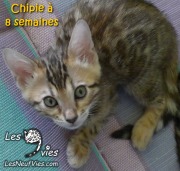 2017-05-23 Chat bengal CHIPIE a 8 semaines (2)