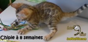 2017-05-24 Chat bengal CHIPIE a 8 semaines (2)