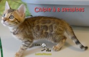 2017-05-24 Chat bengal CHIPIE a 8 semaines (3)