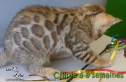 2017-05-24 Chat bengal CHIPIE a 8 semaines (4)