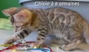 2017-05-24 Chat bengal CHIPIE a 8 semaines (5)