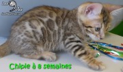 2017-05-24 Chat bengal CHIPIE a 8 semaines (6)