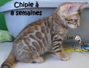2017-05-24 Chat bengal CHIPIE a 8 semaines (7)