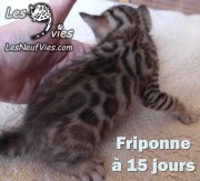 2017-04-15 Chatte Bengale FRIPONNE a 15 jours (1)