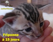 2017-04-15 Chatte Bengale FRIPONNE a 15 jours (2)