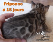 2017-04-15 Chatte Bengale FRIPONNE a 15 jours (3)