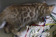 2017-05-23 Chat bengal - Friponne a 8 semaines (1)