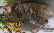 2017-05-23 Chat bengal - Friponne a 8 semaines (2)