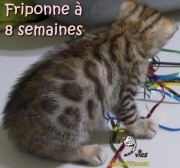 2017-05-23 Chat bengal - Friponne a 8 semaines (3)