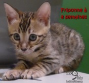 2017-05-23 Chat bengal - Friponne a 8 semaines (5)