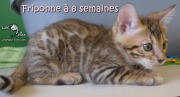 2017-05-24 Chat bengal - Friponne a 8 semaines (1)