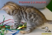 2017-05-24 Chat bengal - Friponne a 8 semaines (2)
