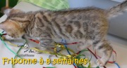 2017-05-24 Chat bengal - Friponne a 8 semaines (4)