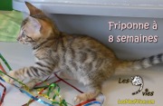 2017-05-24 Chat bengal - Friponne a 8 semaines (5)
