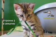 2017-05-24 Chat bengal - Friponne a 8 semaines (6)