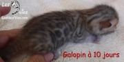 2017-04-09 Galopin (6)