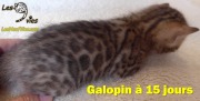 2017-04-21 Chat Benga GALOPIN a 15 jours (1)
