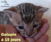2017-04-21 Chat Benga GALOPIN a 15 jours (2)