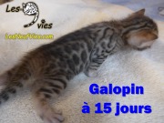 2017-04-21 Chat Benga GALOPIN a 15 jours (4)